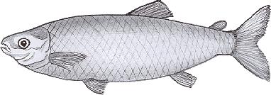 Piapara