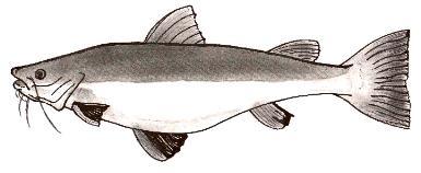 Pirarara
