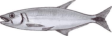 Saicanga