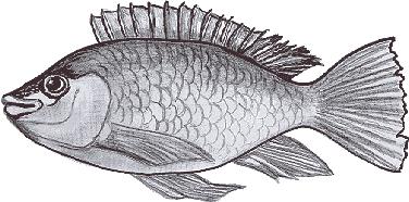 Tilapia