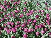 purple tulips in Corbett Gardens