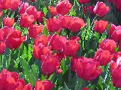 red tulips in Corbett Gardens