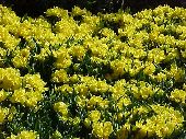 yellow tulips in Corbett Gardens