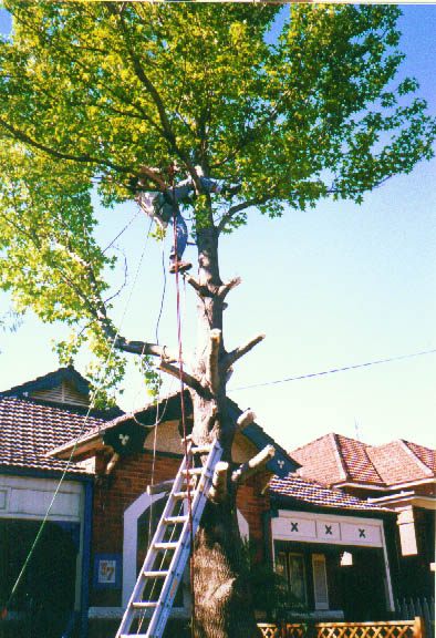 Ben up the tree