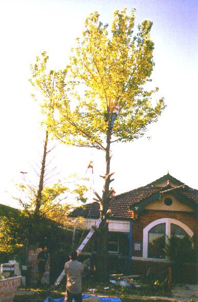 pulling the chainsaw
