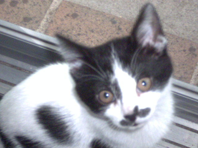 hello who are you?