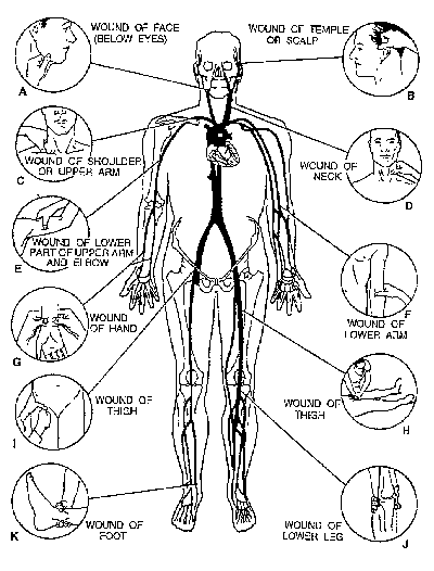 Diagram showing the pressure points for control of bleeding
