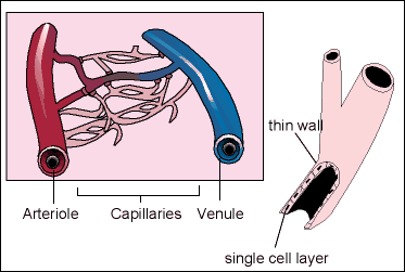 Veins, Arteries and Capillaries
