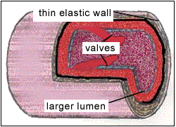 Veins, Arteries and Capillaries