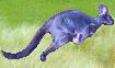 Antimatter Kangaroo
