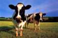 Cows