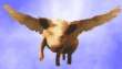 Flying Pig
