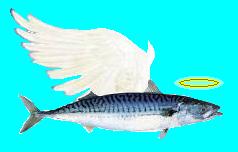 Holy Mackerel