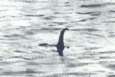 Loch Ness Monster