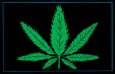 Marijuana