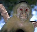 Vampire Monkey