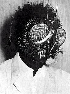 The Fly (David Hedison)