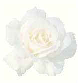 die Wei&szlig;e Rose  |  the White Rose