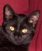 Calypso