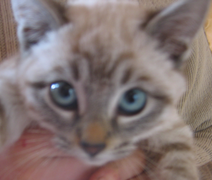 Taz