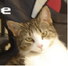 Jessie