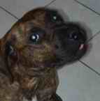Louna