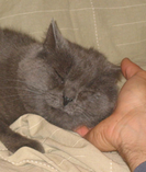 Taz