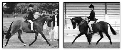  &copy; Landemann Stud