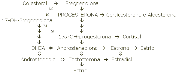 S&iacute;ntese dos ester&oacute;ides