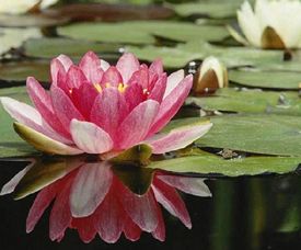 Lotus flower