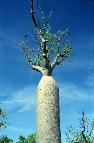AU107-05r.jpg