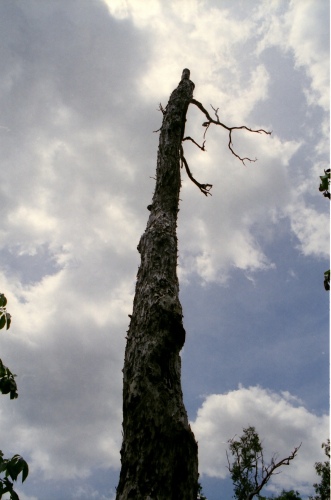 AU110-06r.jpg
