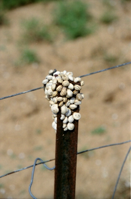 AU124-26r.jpg