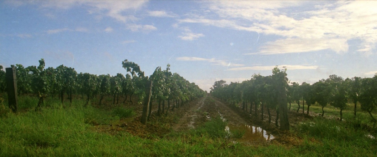 AU127-24pan.jpg