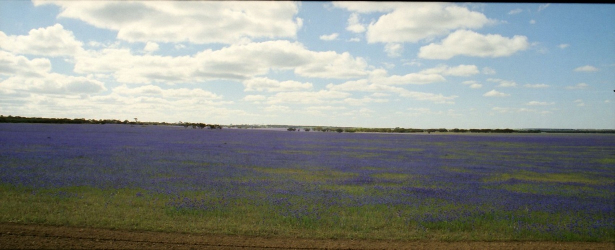 AU101-37pan.jpg