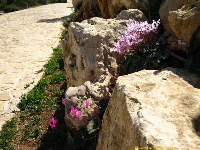 	Yad haShmona	