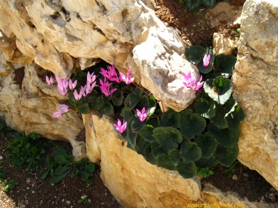 	Yad haShmona	