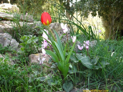 20110304-Yad-haShmona-7388.jpg