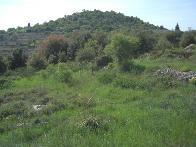 zuba-judean-mountains-20050326-3542.jpg