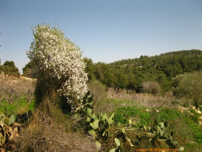 20110304-Maayan-Zuba-7445.jpg