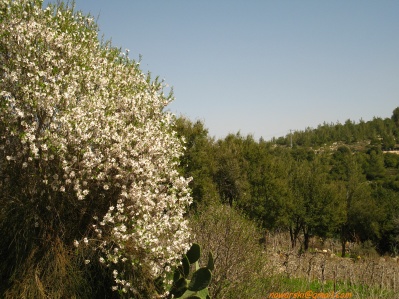 20110304-Maayan-Zuba-7446.jpg