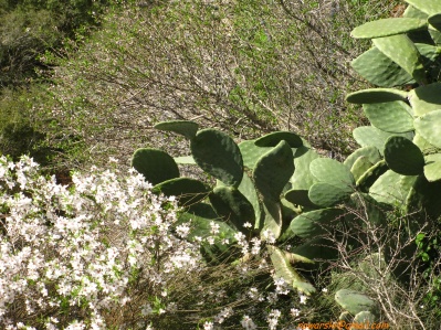 20110304-Maayan-Zuba-7448.jpg
