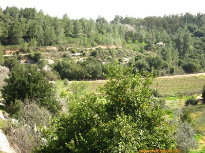20110304-Maayan-Zuba-7449.jpg