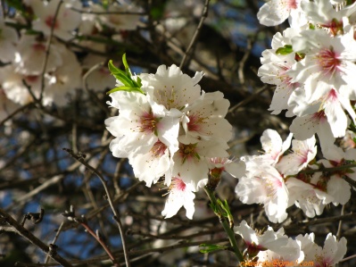 20110304-Maayan-Zuba-7459.jpg
