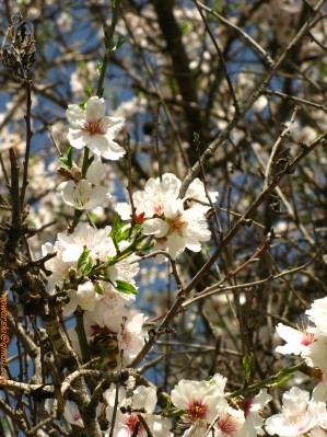 20110304-Maayan-Zuba-7461.jpg
