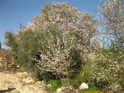 	Maayan Zuba	