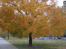 foliage-in-philadelphia-20041108-1929.jpg