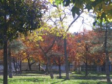 foliage-in-philadelphia-20041109-2009.jpg