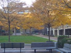 foliage-in-philadelphia-20041109-2050.jpg