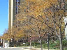 foliage-in-philadelphia-20041113-2169.jpg